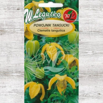 Clematis tangutica galben Legutko imagine 16