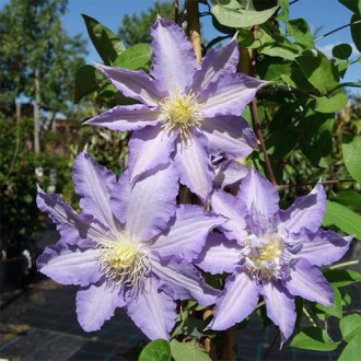 Clematis Thyrislund imagine 8