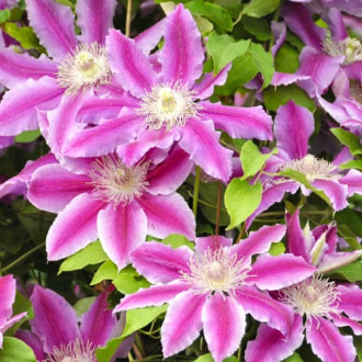 Clematis Tudor, P9