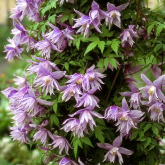 Clematis Violet Pink imagine 4