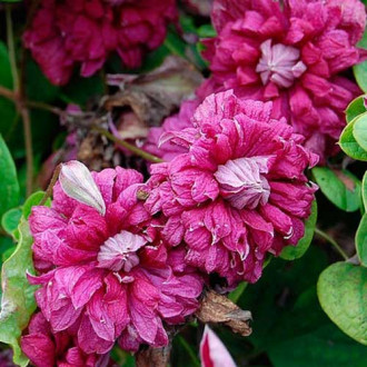 Clematis Vivienne Pennell imagine 1