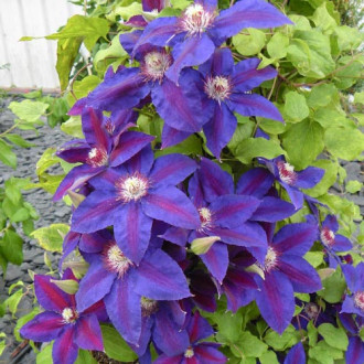 Clematis Wildfire imagine 6