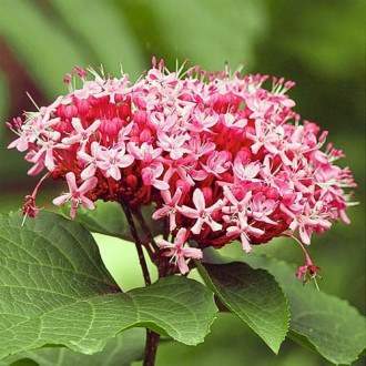 Clerodendrum bungei imagine 1