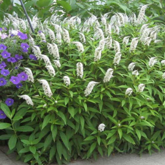 Clethra alnifolia imagine 1