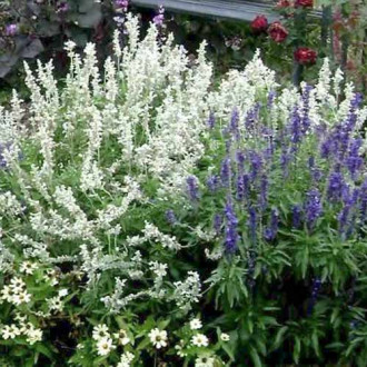 Clethra Hummingbird imagine 2