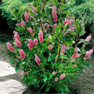 Clethra Pink Spire imagine 3