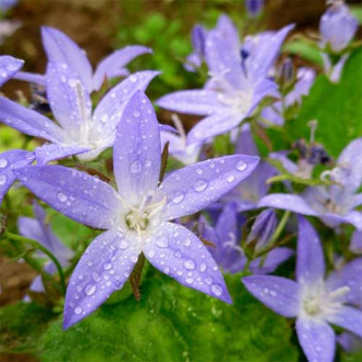 Clopoțel (Campanula) Stella imagine 13