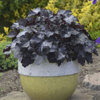 Clopoțel (Heuchera) Black Pearl, C2 imagine 2