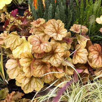 Clopoțel (Heuchera) Champagne, C2 imagine 3