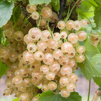 Coacăz alb pe tulpină Versailles imagine 9