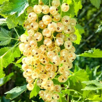 Coacăz alb Versaille, Р9 imagine 3