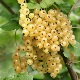 Coacăz alb Victoria imagine 5