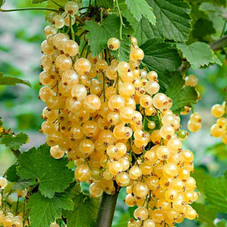 Coacăz alb White Pearl imagine 7