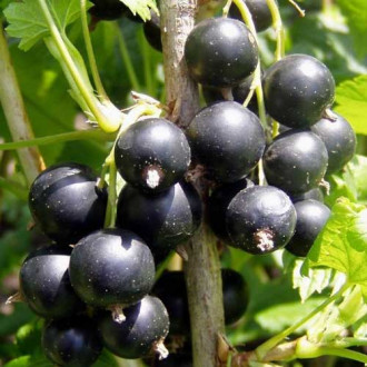 Coacăz negru Ben Tiran imagine 7