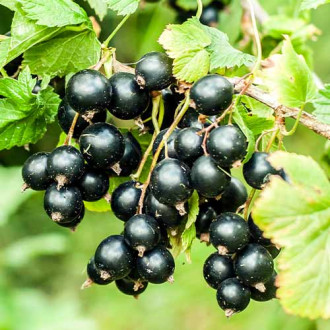 Coacăz negru Big Ben, Р9 imagine 6