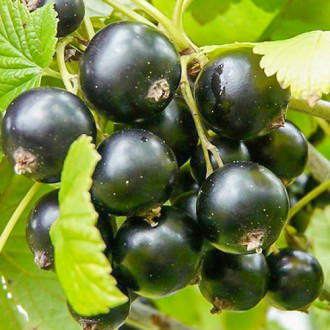 Coacăz negru Ruben imagine 3