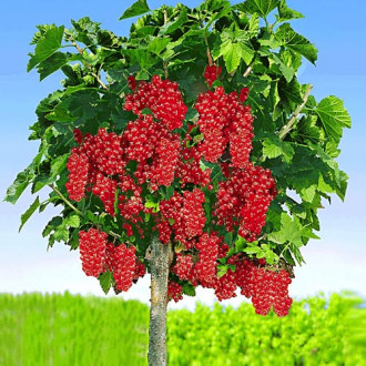 Coacăz pe tulpină înaltă Rolan  imagine 4