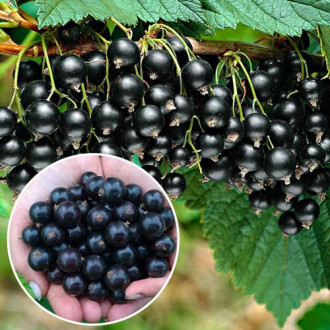 Coacăz pe tulpină înaltă Titania imagine 5