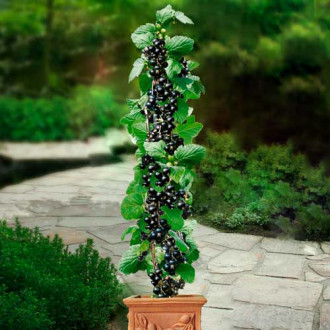 Coacăz negru pe tulpină Ruben imagine 14