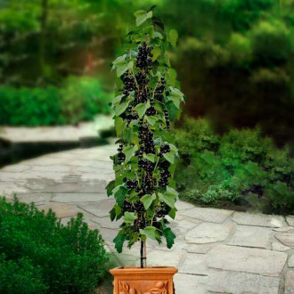 Coacăz negru pe tulpină Titania imagine 16