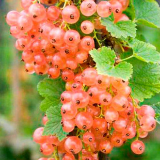 Coacăz roz Wonder imagine 14