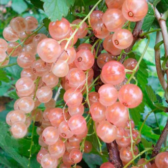 Coacăz roz Rose Pearl imagine 18