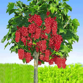 Coacăz roșu pe tulpină Rosseta imagine 12