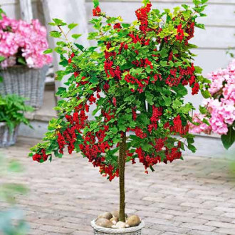 Coacăz roșu pe tulpină Rovada imagine 13