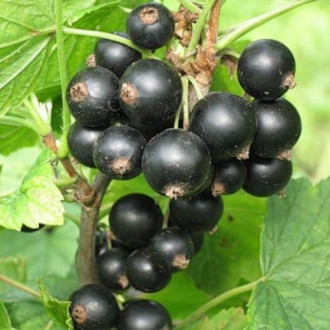 Coacăz negru Tiben imagine 12