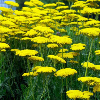Coada șoricelului (Achillea) Coronation Gold imagine 5