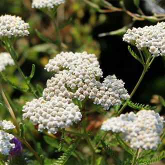 Coada șoricelului (Achillea) Kirchsk imagine 7