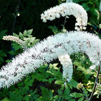 Cohoș negru imagine 1