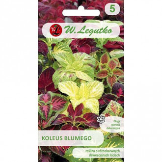 Coleus Standard, mix multicolor imagine 1