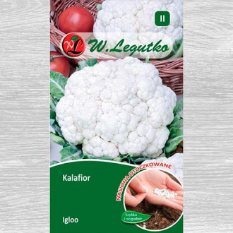 Conopidă Igloo imagine 6