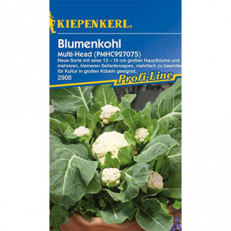 Conopidă Multi Head F1 Kiepenkerl imagine 17