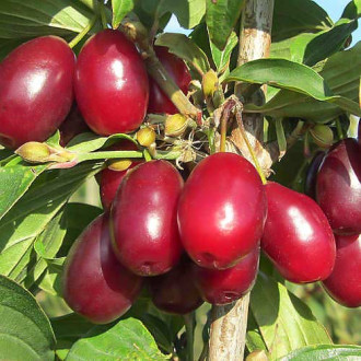 Corn (Cornus mas) Big Apple imagine 14