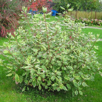 Cornus alba Elegantissima imagine 3