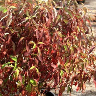 Cornus alba Red Gnome imagine 9