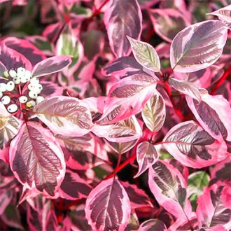 Cornus alba Siberian Pearls imagine 4