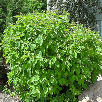 Cornus alba Siberian pearls imagine 2