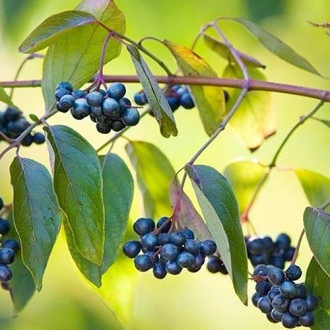 Cornus Blue Cloud imagine 12