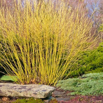 Cornus Flaviramea imagine 5