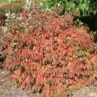 Cornus Red Gnome imagine 11