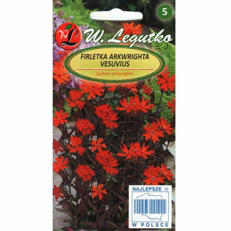 Lychnis arkwrightii Vesuvius imagine 1