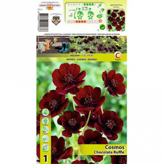 Cosmos (Mărărițe) Chocolate Ruffle imagine 11