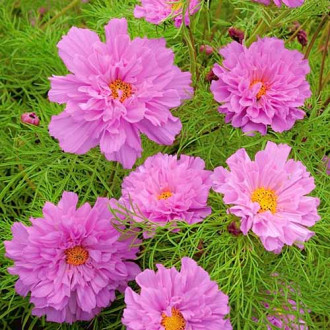 Cosmos (Mărărițe) roz imagine 8