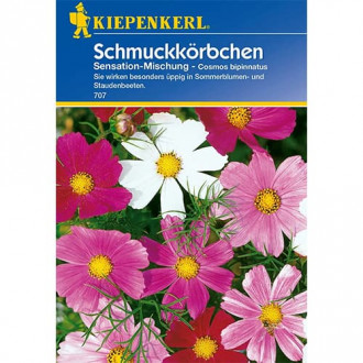 Cosmos (Mărărițe) Sensation, mix multicolor imagine 2