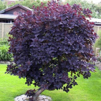 Cotinus Royal Purple, C3 imagine 1