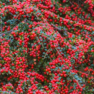 Cotoneaster Horizontalis imagine 2
