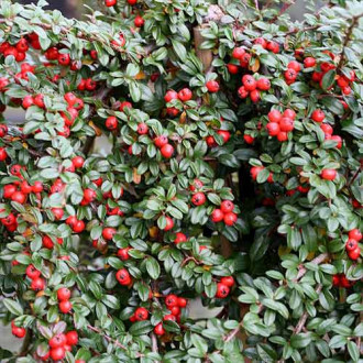 Cotoneaster Major imagine 3